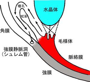 眼房水の図