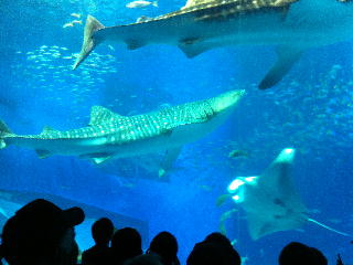 美ら海水族館