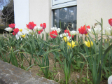 tulip
