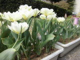 tulip