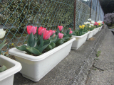tulip