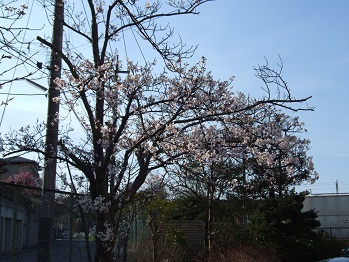 ３月の行事 千葉県立松戸向陽高等学校