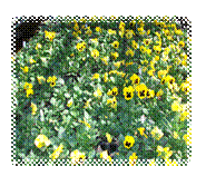 image004.png