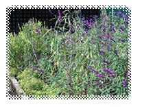 image006.png